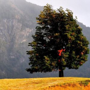 Coihue dos Balanços