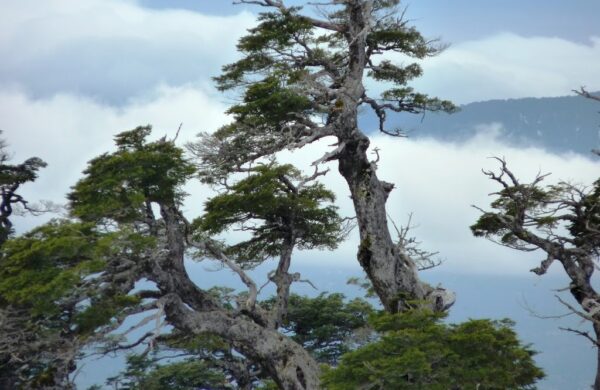 Coihue dos Balanços